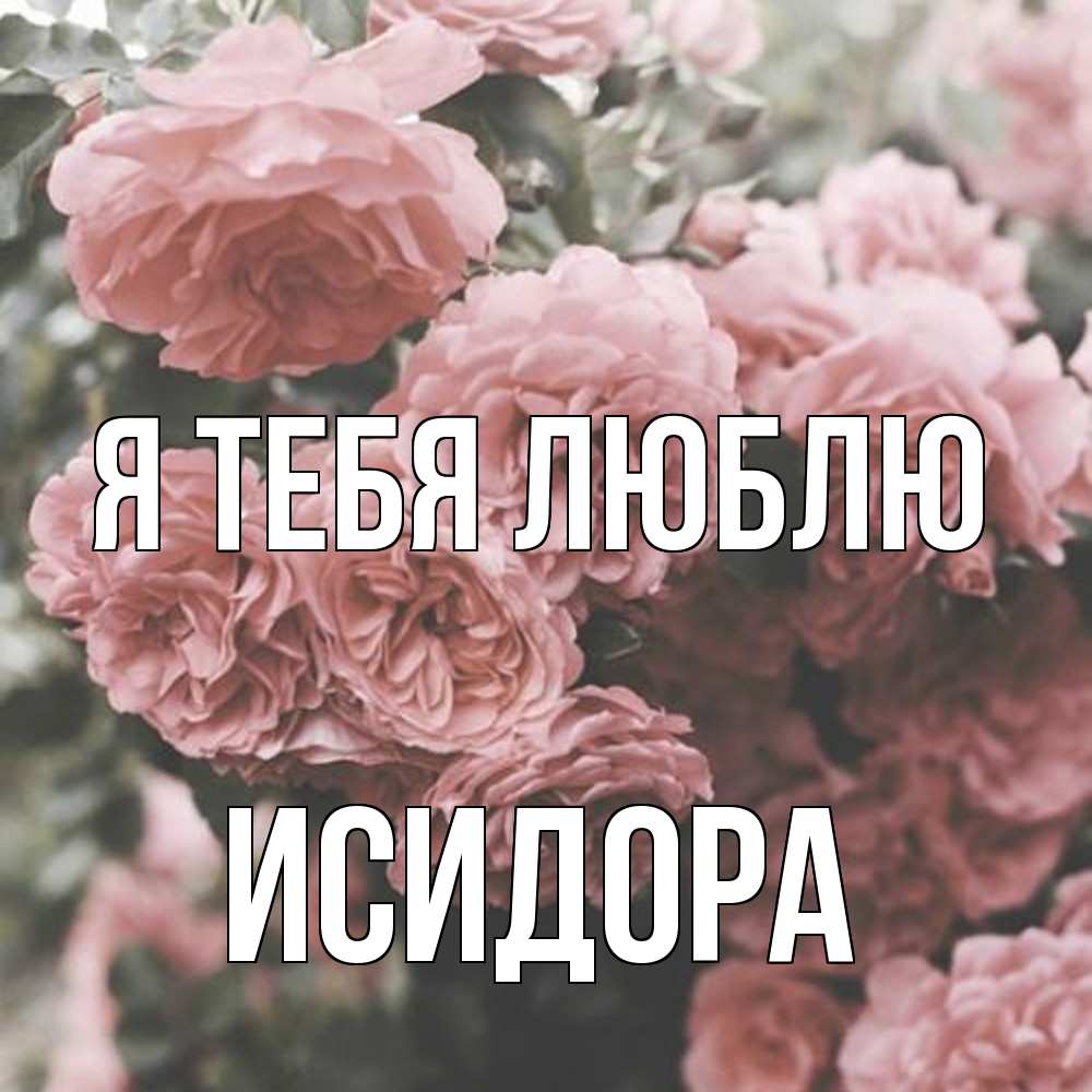 Открытка на каждый день с именем, Исидора Я тебя люблю розы 3 Прикольная открытка с пожеланием онлайн скачать бесплатно 