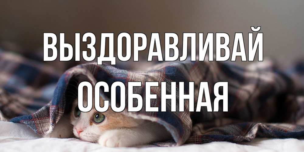 Открытка на каждый день с именем, Особенная Выздоравливай не болейте с котиком Прикольная открытка с пожеланием онлайн скачать бесплатно 
