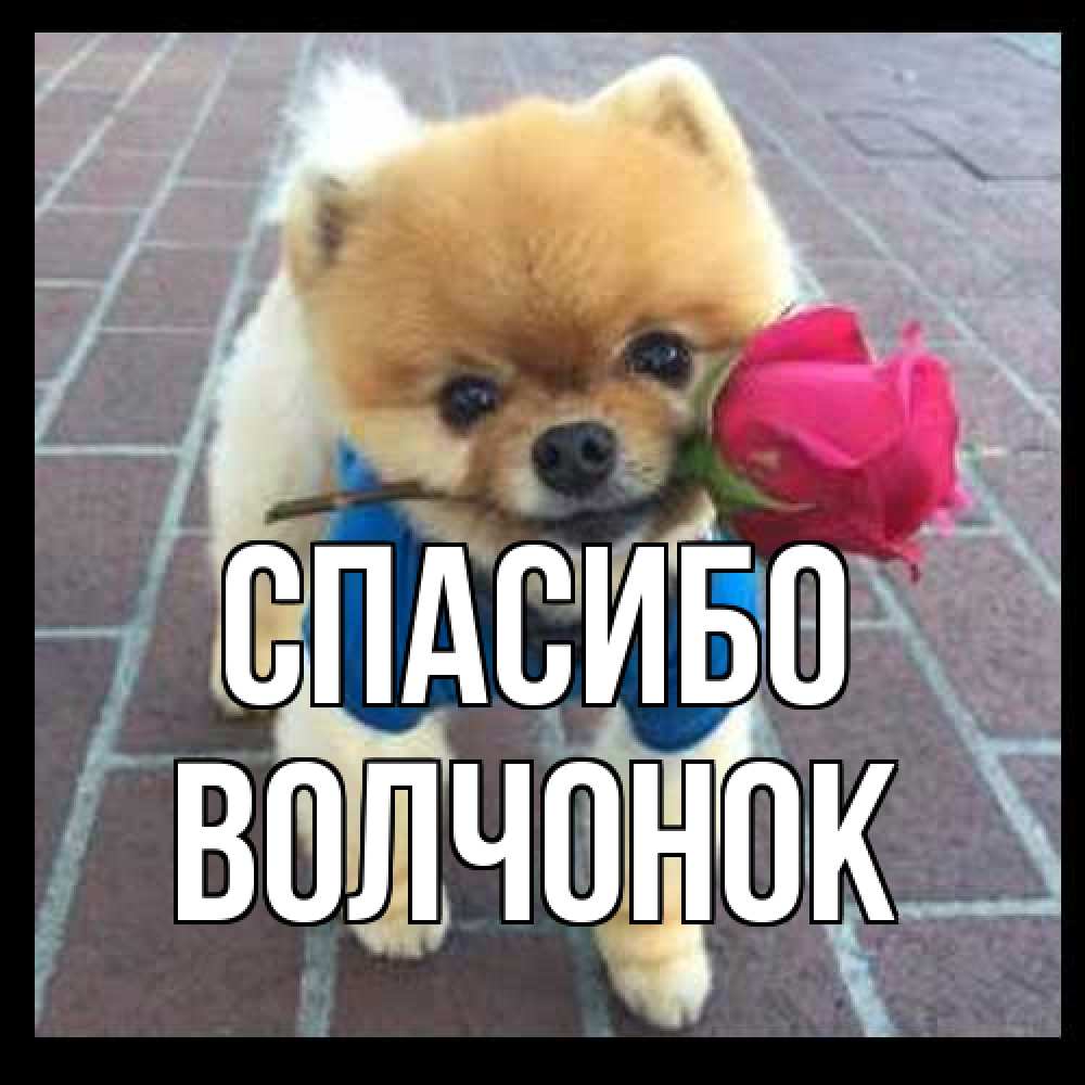 Открытка на каждый день с именем, Волчонок Спасибо спасибо и дарю тебе цветок Прикольная открытка с пожеланием онлайн скачать бесплатно 