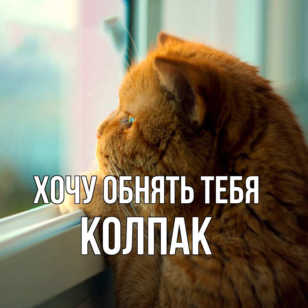 Открытка на каждый день с именем, Колпак Хочу обнять тебя большой огромный рыжий котяра Прикольная открытка с пожеланием онлайн скачать бесплатно 