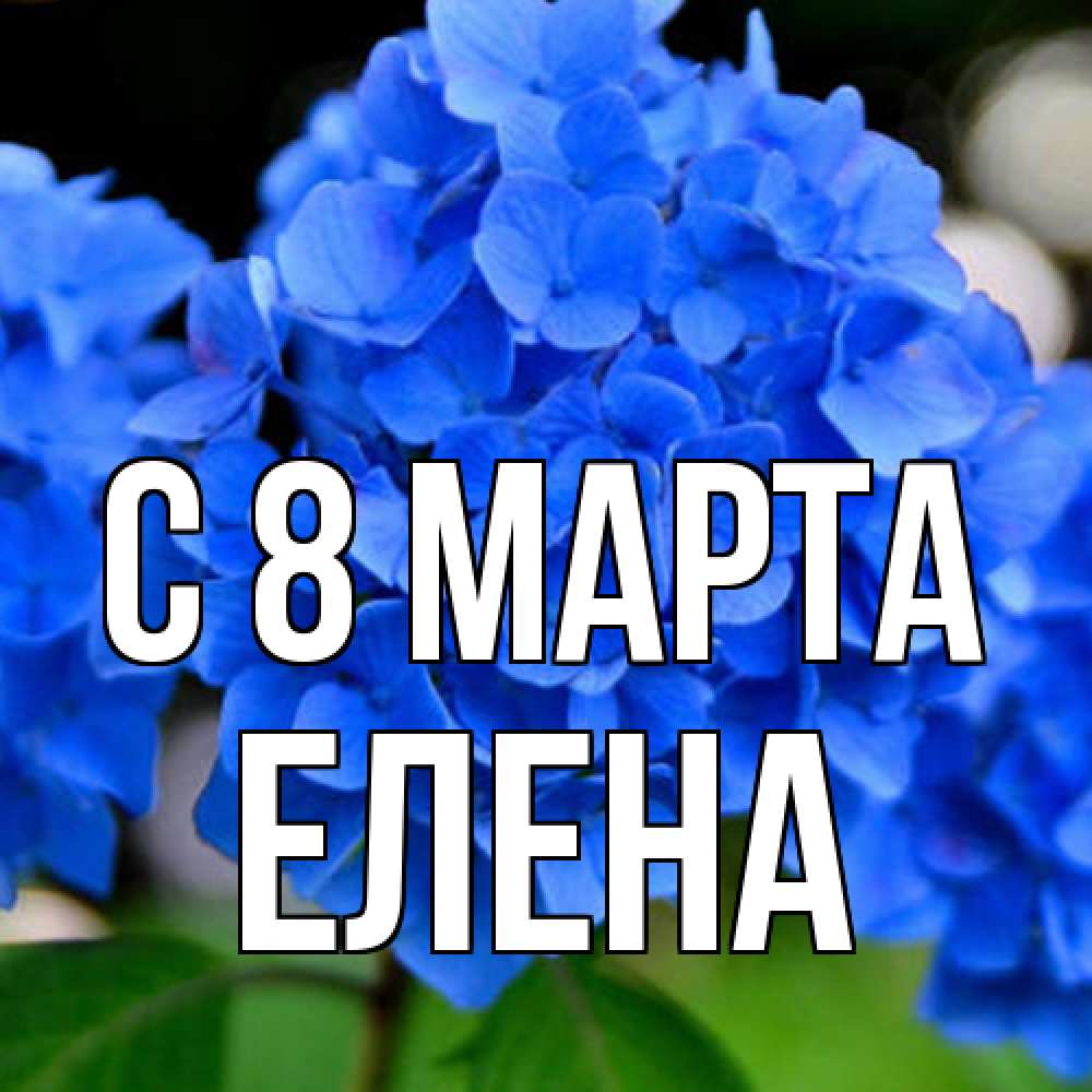 Открытка на каждый день с именем, Елена C 8 МАРТА синие цветы Прикольная открытка с пожеланием онлайн скачать бесплатно 