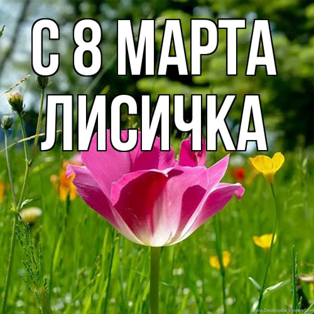 Открытка на каждый день с именем, Лисичка C 8 МАРТА полевые цветы Прикольная открытка с пожеланием онлайн скачать бесплатно 