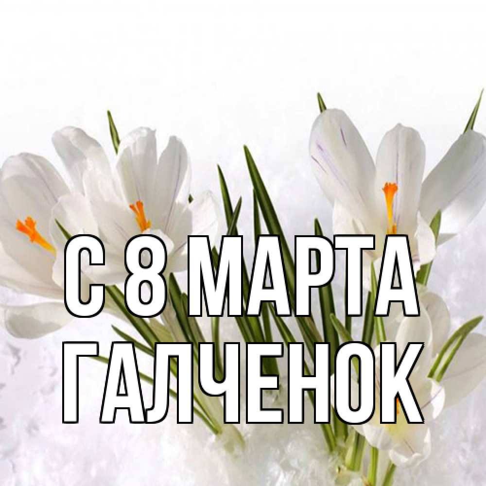 Открытка на каждый день с именем, Галченок C 8 МАРТА под снегом Прикольная открытка с пожеланием онлайн скачать бесплатно 
