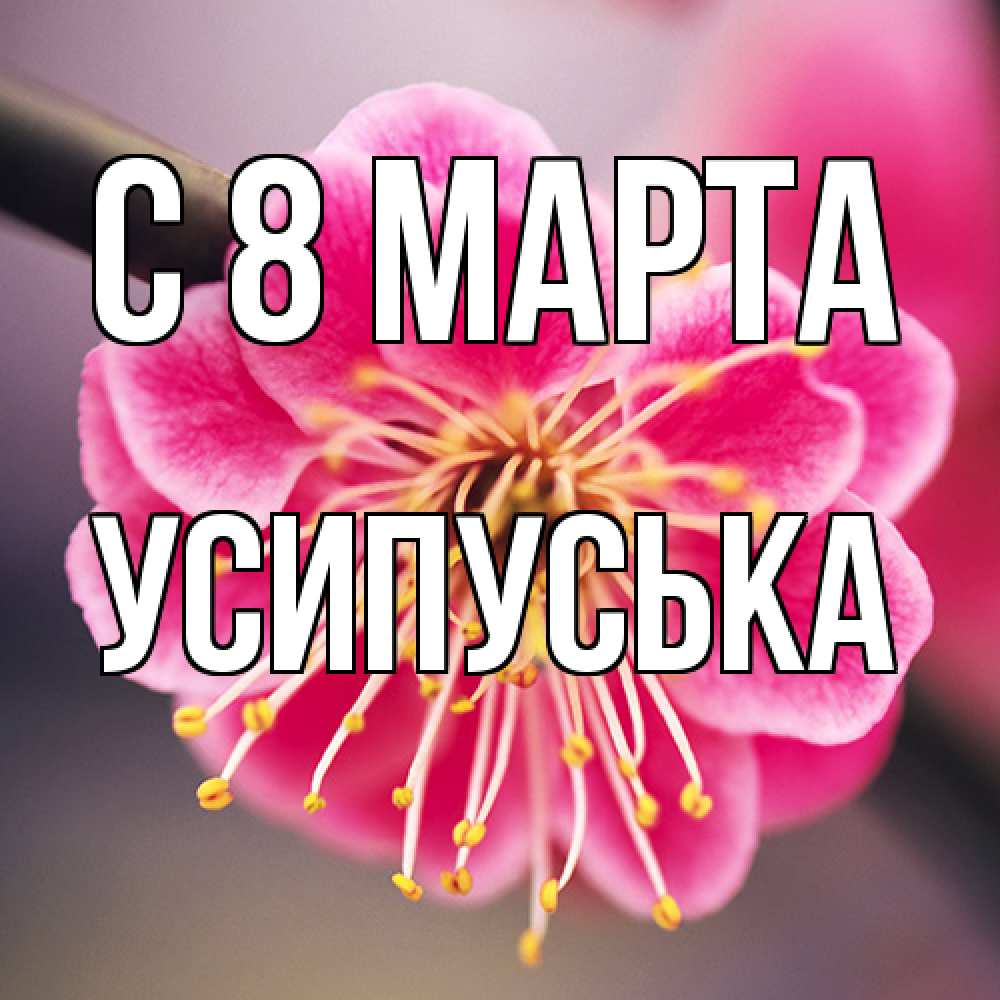 Открытка на каждый день с именем, усипуська C 8 МАРТА цветы Прикольная открытка с пожеланием онлайн скачать бесплатно 