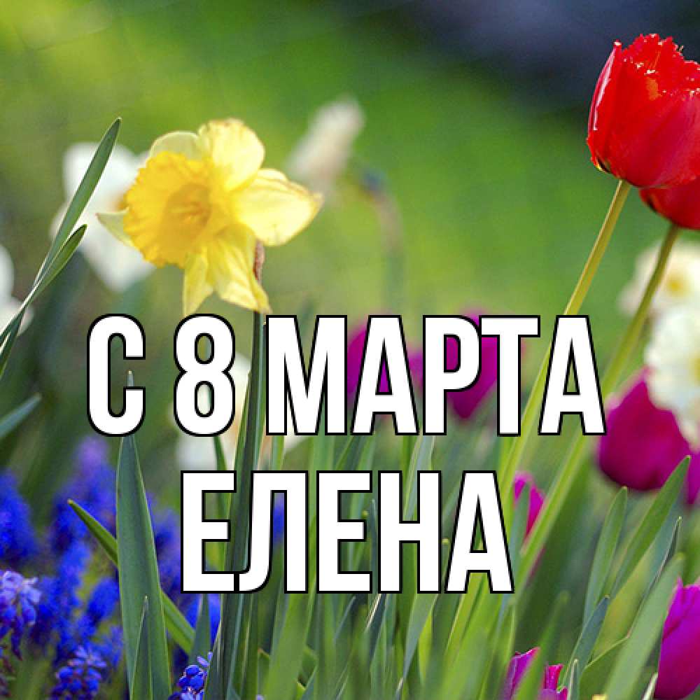 Открытка на каждый день с именем, Елена C 8 МАРТА международный женский день 3 Прикольная открытка с пожеланием онлайн скачать бесплатно 