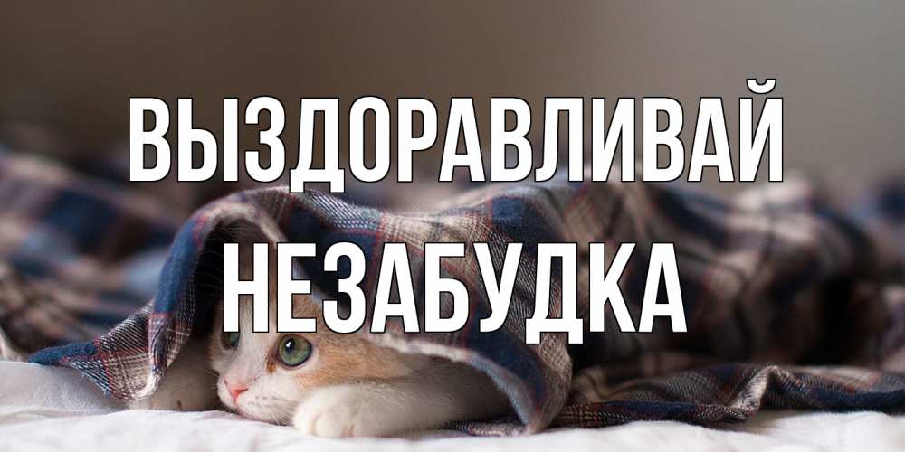 Открытка на каждый день с именем, Незабудка Выздоравливай не болейте с котиком Прикольная открытка с пожеланием онлайн скачать бесплатно 