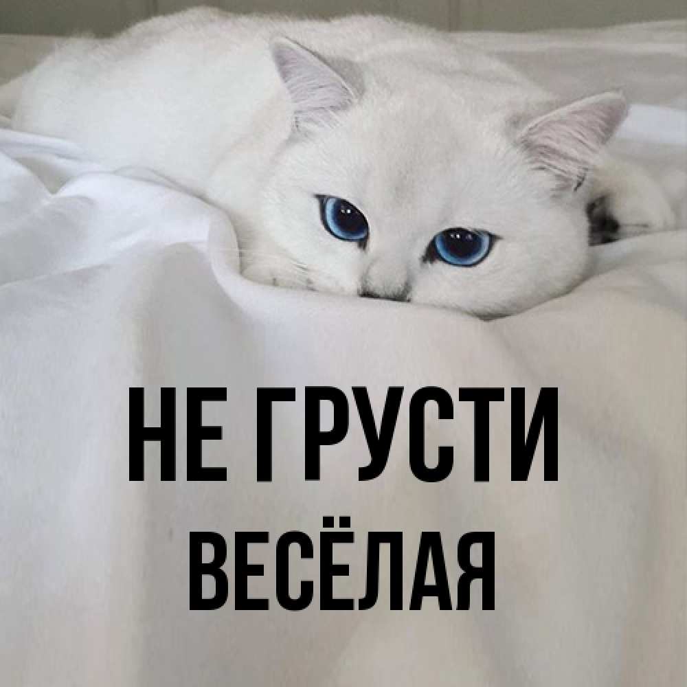 Открытка на каждый день с именем, Весёлая Не грусти Голубоглазая кошка Прикольная открытка с пожеланием онлайн скачать бесплатно 