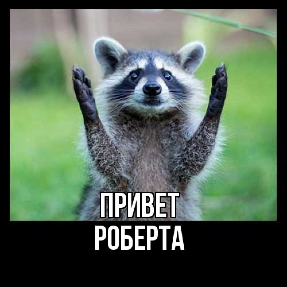 Открытка на каждый день с именем, Роберта Привет животные Прикольная открытка с пожеланием онлайн скачать бесплатно 