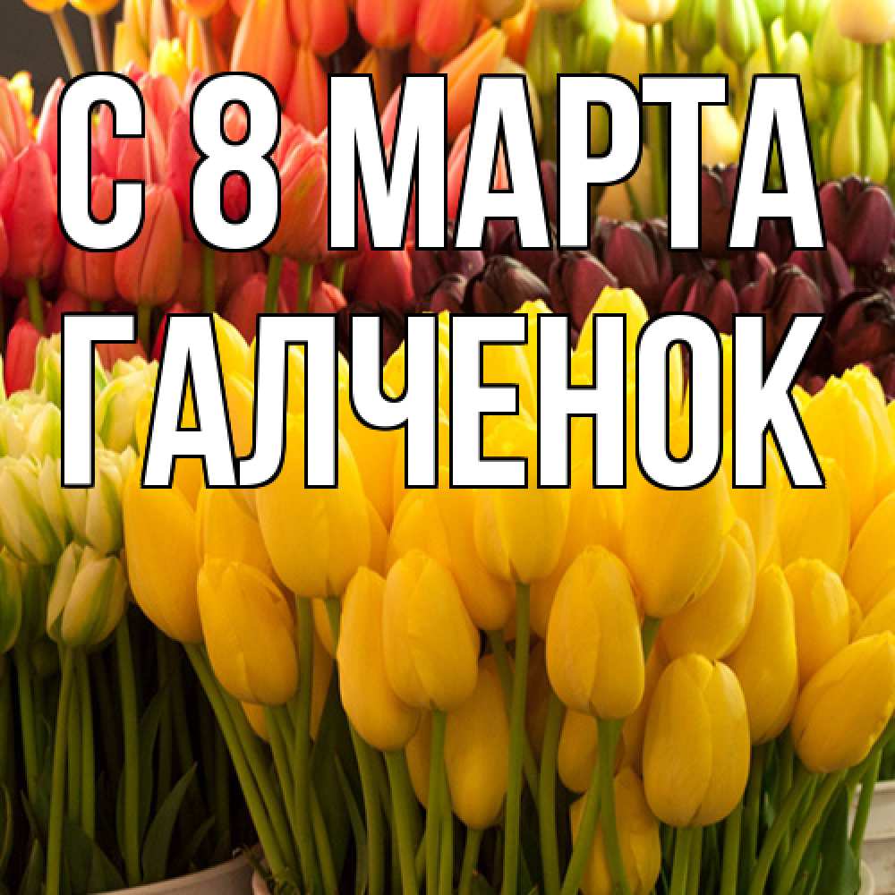 Открытка на каждый день с именем, Галченок C 8 МАРТА цветы Прикольная открытка с пожеланием онлайн скачать бесплатно 