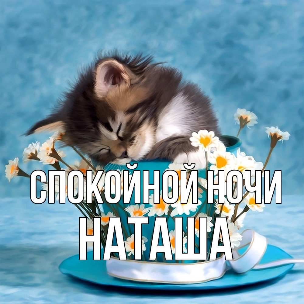 Открытка на каждый день с именем, Наташа Спокойной ночи котенок спит в кружке с блюдцем Прикольная открытка с пожеланием онлайн скачать бесплатно 