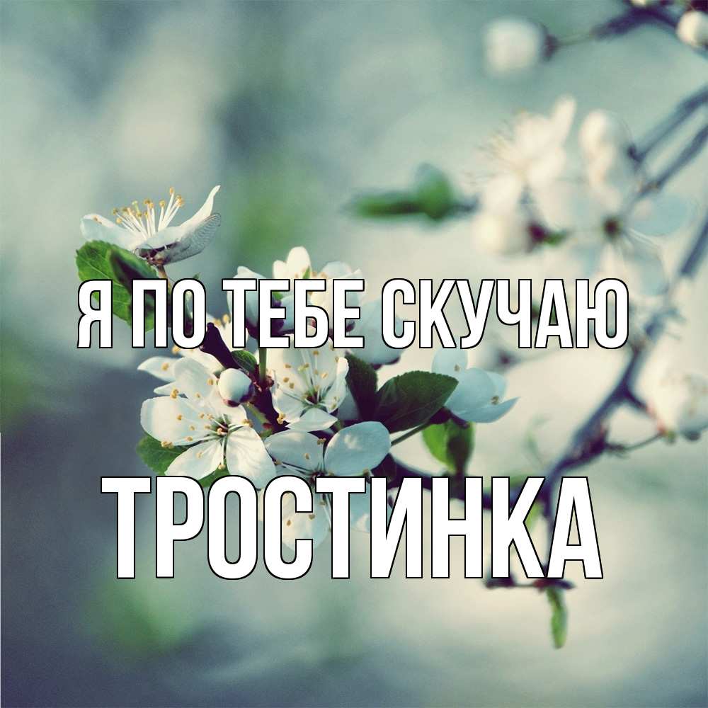 Открытка на каждый день с именем, Тростинка Я по тебе скучаю весна Прикольная открытка с пожеланием онлайн скачать бесплатно 