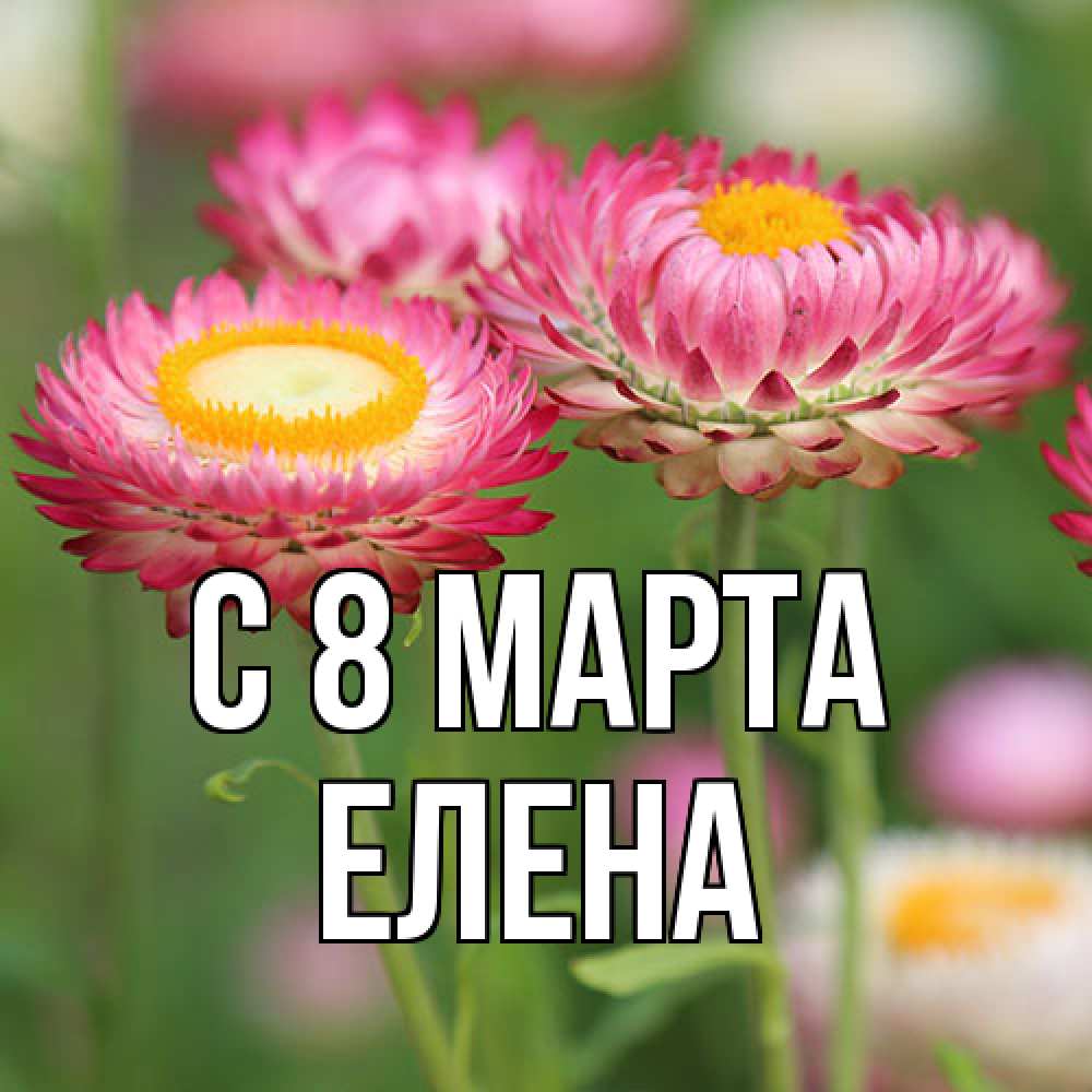 Открытка на каждый день с именем, Елена C 8 МАРТА подарок на международный женский день Прикольная открытка с пожеланием онлайн скачать бесплатно 