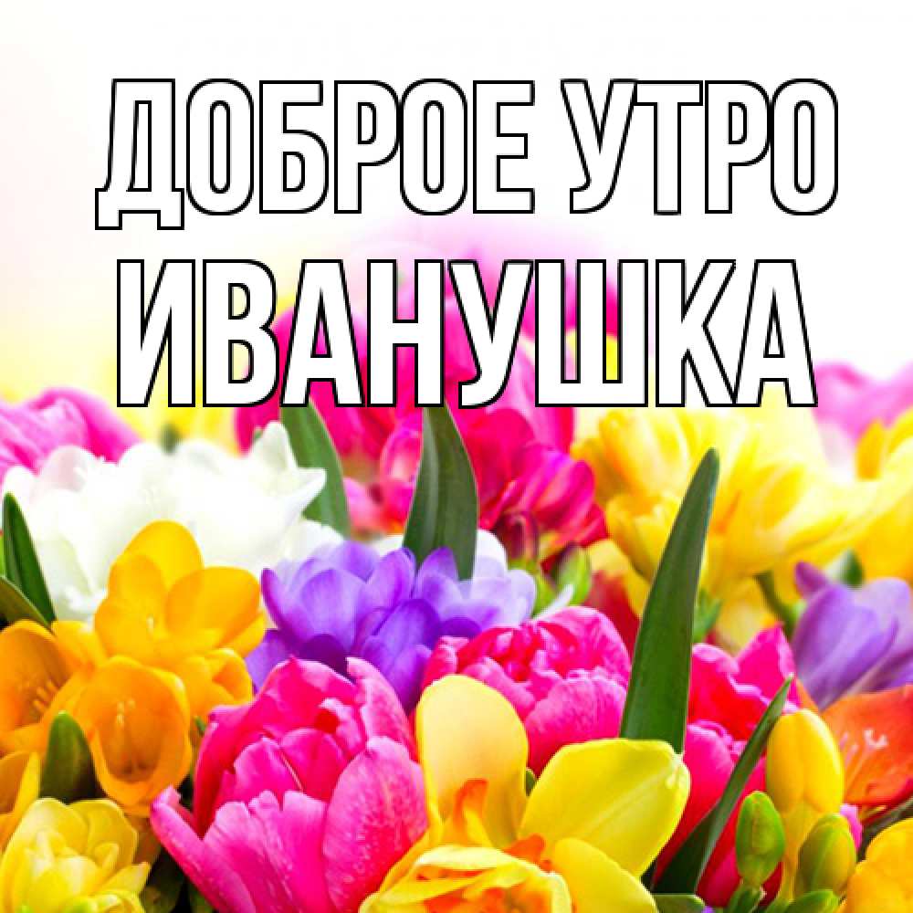 Открытка на каждый день с именем, Иванушка Доброе утро создать открытку со свое подписью Прикольная открытка с пожеланием онлайн скачать бесплатно 