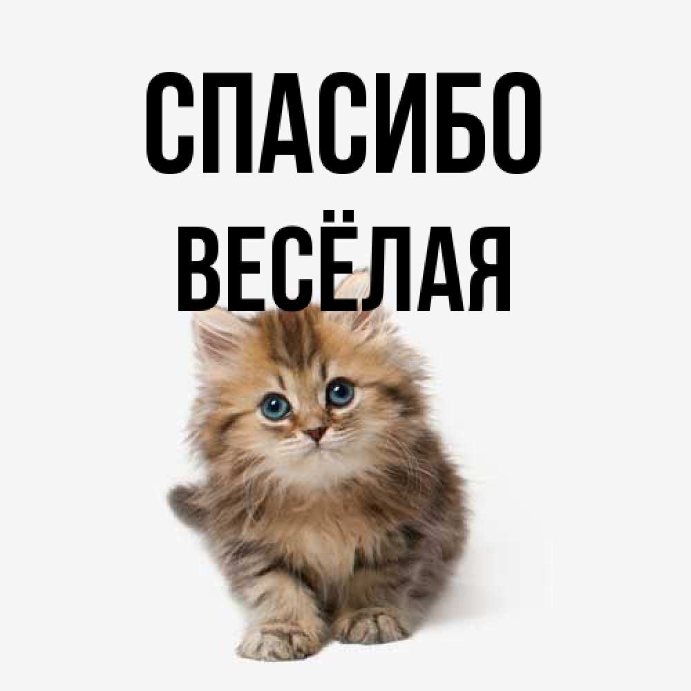 Открытка на каждый день с именем, Весёлая Спасибо пушистый котик Прикольная открытка с пожеланием онлайн скачать бесплатно 