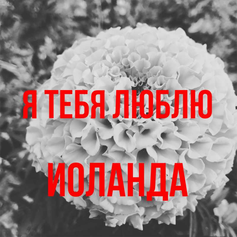 Картинка Я тебя люблю, Иоланда