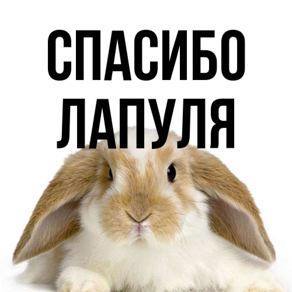 Открытка на каждый день с именем, Лапуля Спасибо коричнево белый заяц Прикольная открытка с пожеланием онлайн скачать бесплатно 