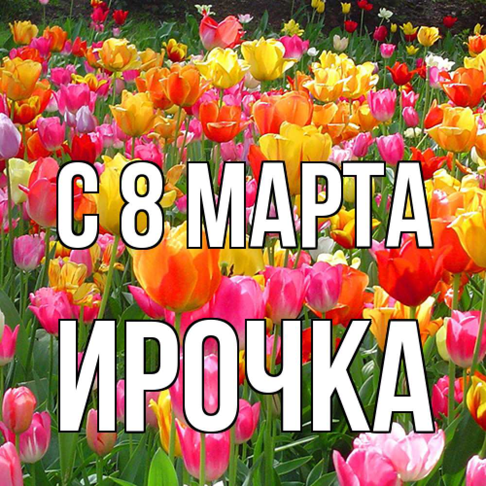 Открытка на каждый день с именем, Ирочка C 8 МАРТА на международный женский день Прикольная открытка с пожеланием онлайн скачать бесплатно 