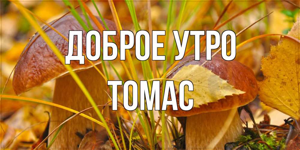 Открытка на каждый день с именем, Томас Доброе утро осенние грибы Прикольная открытка с пожеланием онлайн скачать бесплатно 