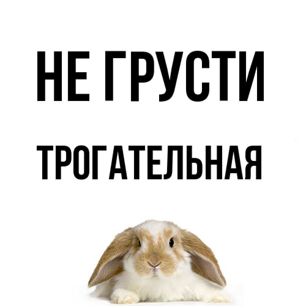 Открытка на каждый день с именем, Трогательная Не грусти коричнево белый заяц с большими ушками Прикольная открытка с пожеланием онлайн скачать бесплатно 