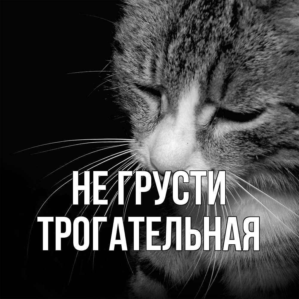 Открытка на каждый день с именем, Трогательная Не грусти грустный котик Прикольная открытка с пожеланием онлайн скачать бесплатно 
