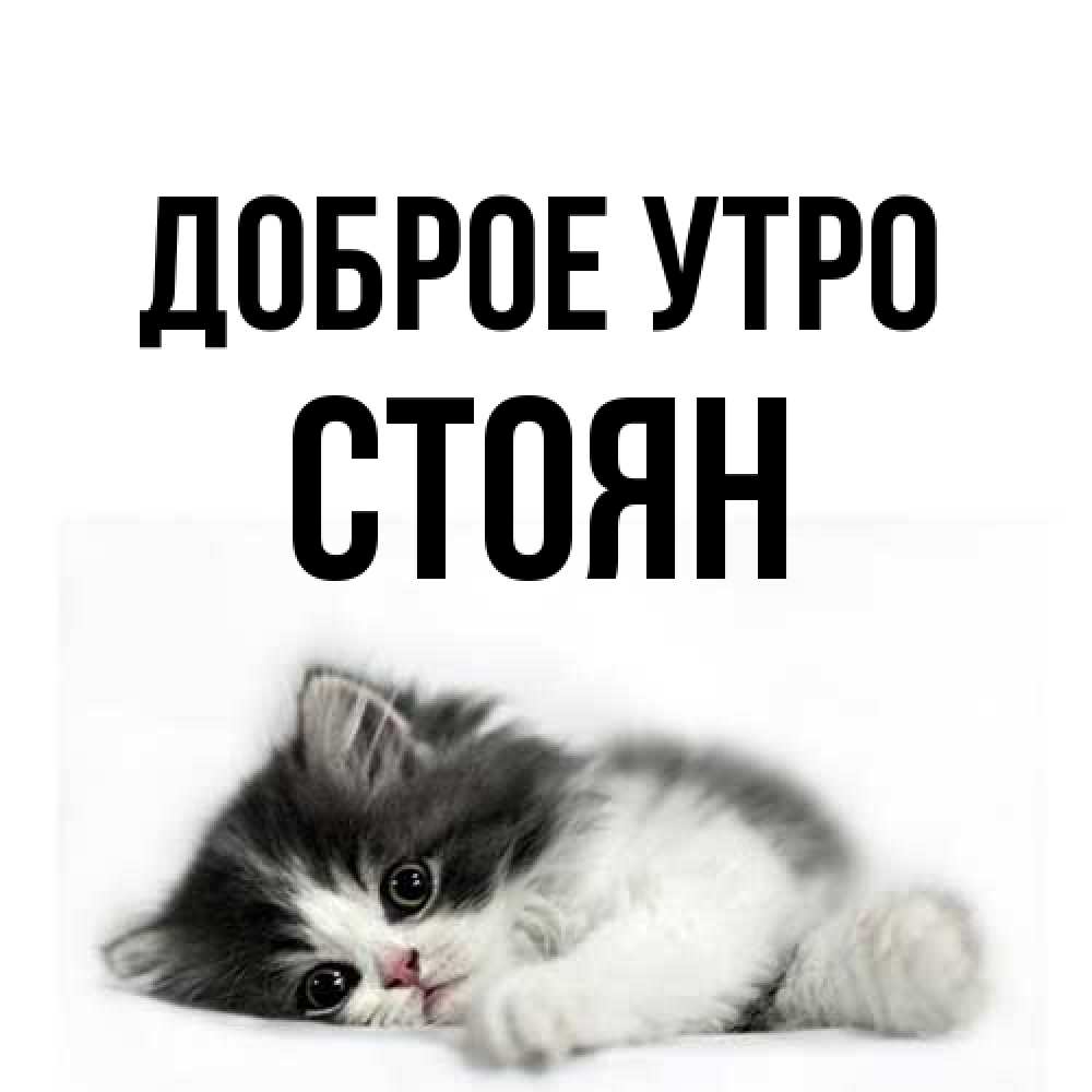 Открытка на каждый день с именем, Стоян Доброе утро кот лапки Прикольная открытка с пожеланием онлайн скачать бесплатно 