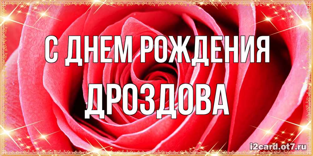 Открытка на каждый день с именем, Дроздова С днем рождения розовая роза очень крупный бутон Прикольная открытка с пожеланием онлайн скачать бесплатно 