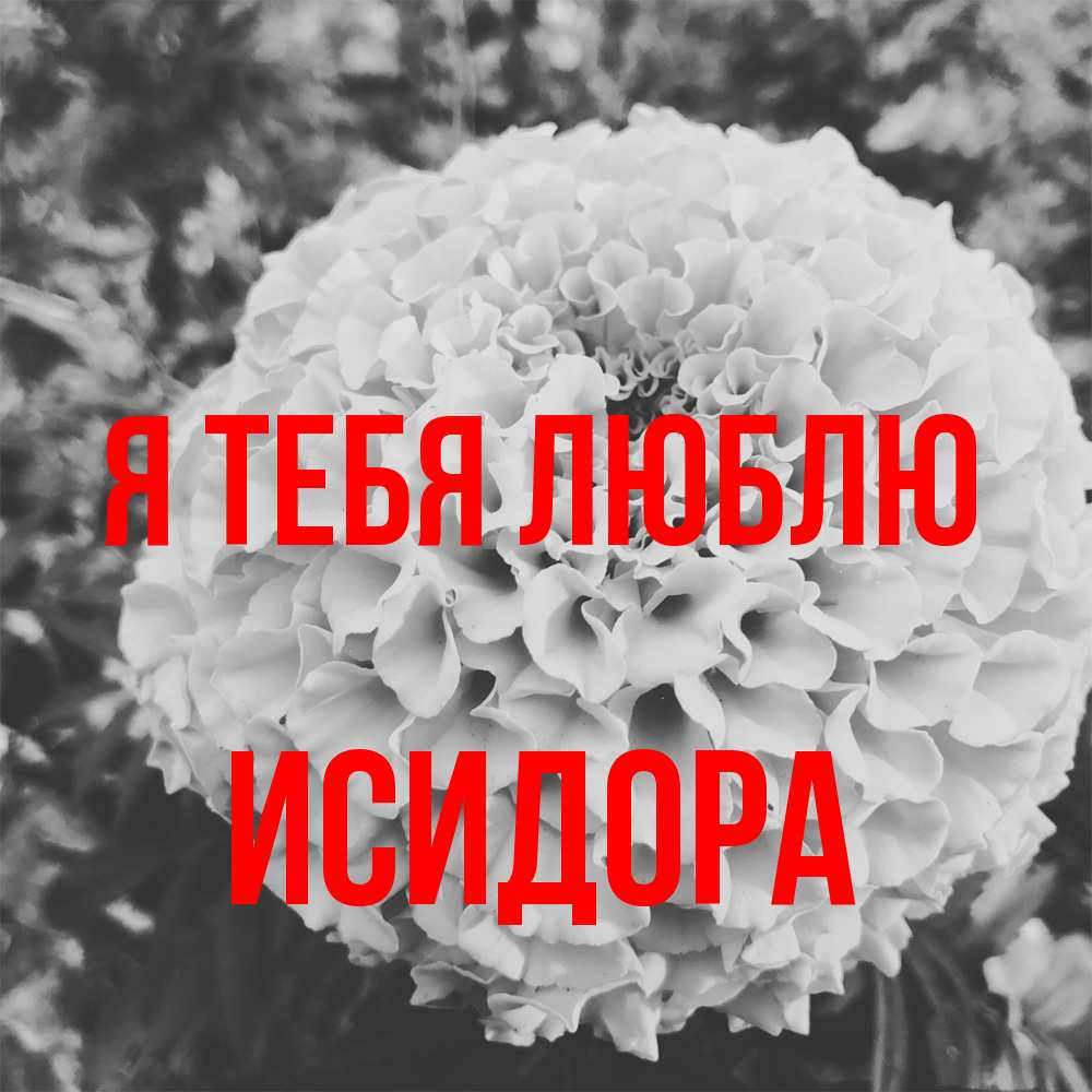 Открытка на каждый день с именем, Исидора Я тебя люблю подпись Прикольная открытка с пожеланием онлайн скачать бесплатно 