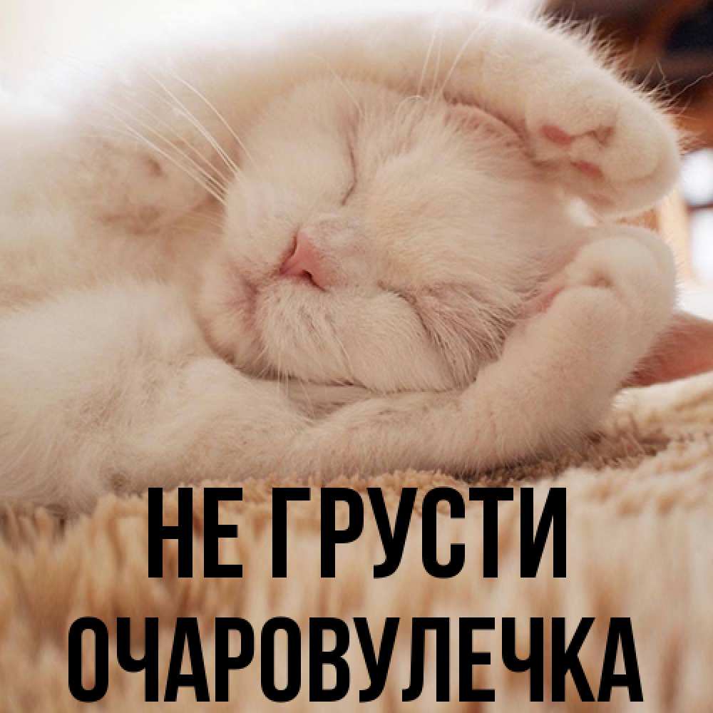 Открытка на каждый день с именем, Очаpовулечка Не грусти Котенок спит Прикольная открытка с пожеланием онлайн скачать бесплатно 