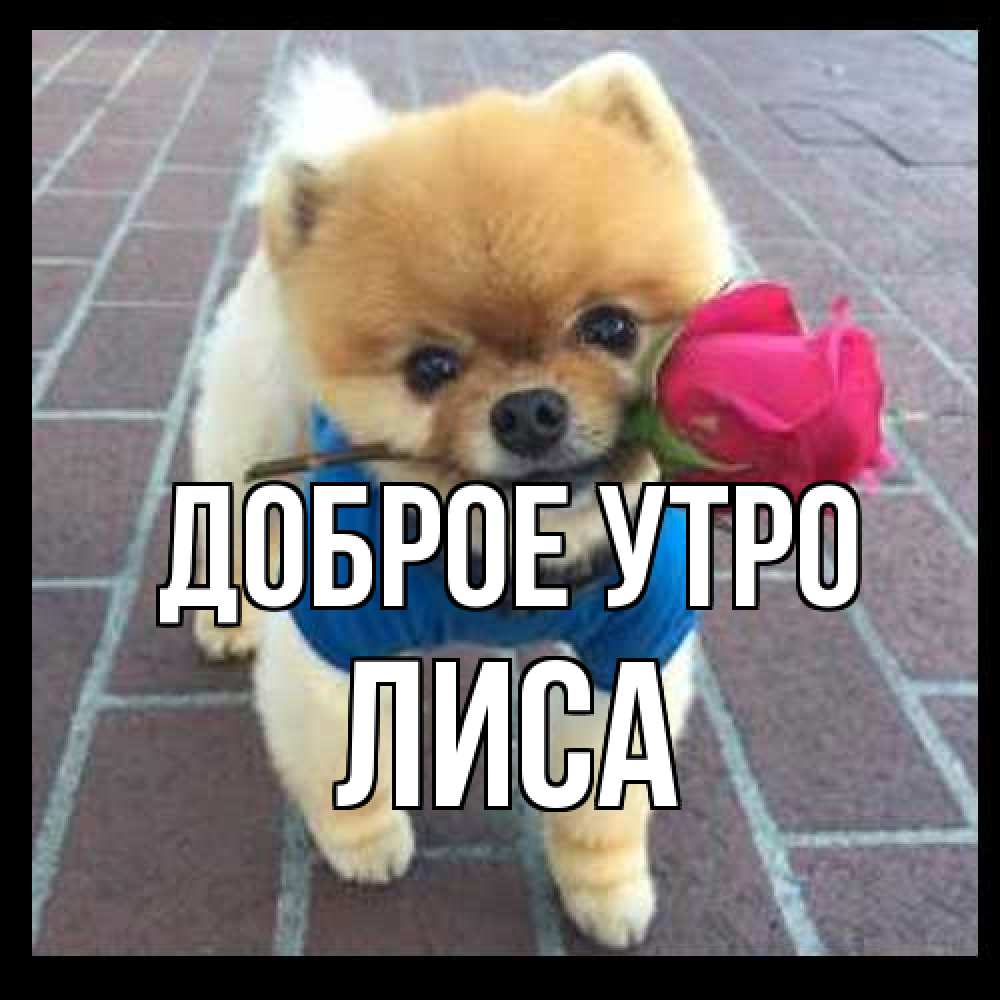 Открытка на каждый день с именем, лиса Доброе утро роза в зубах Прикольная открытка с пожеланием онлайн скачать бесплатно 