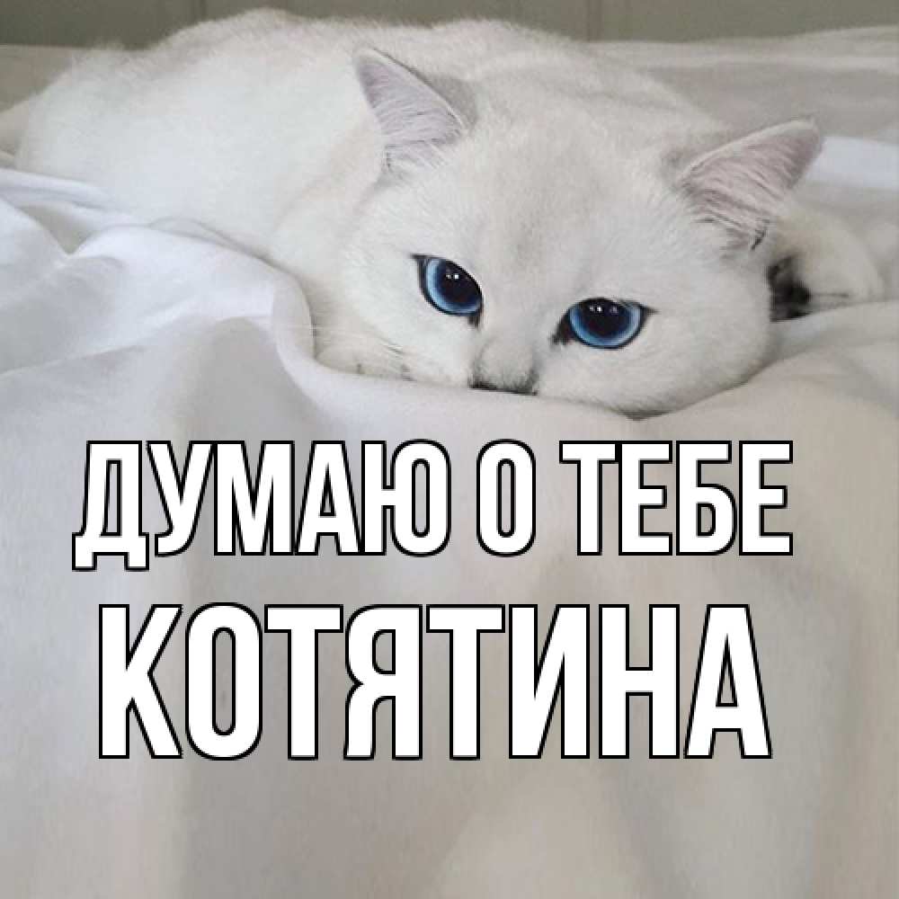 Открытка на каждый день с именем, Котятина Думаю о тебе я очень по тебе скучаю и тоскую Прикольная открытка с пожеланием онлайн скачать бесплатно 