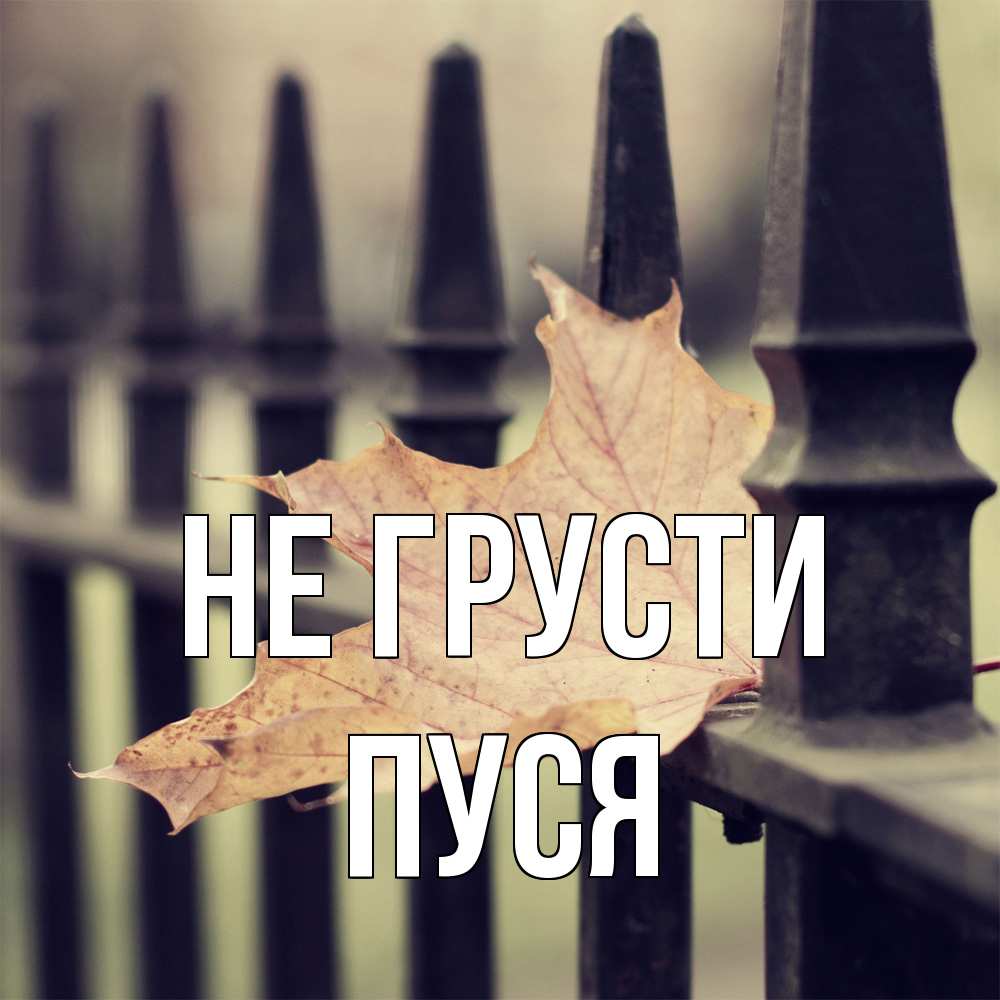 Открытка на каждый день с именем, Пуся Не грусти лист клена Прикольная открытка с пожеланием онлайн скачать бесплатно 