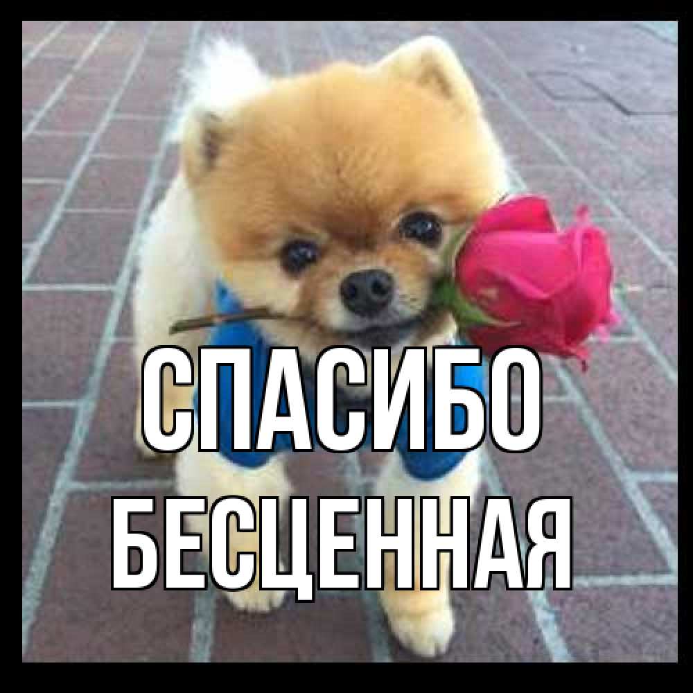 Открытка на каждый день с именем, Бесценная Спасибо спасибо и дарю тебе цветок Прикольная открытка с пожеланием онлайн скачать бесплатно 