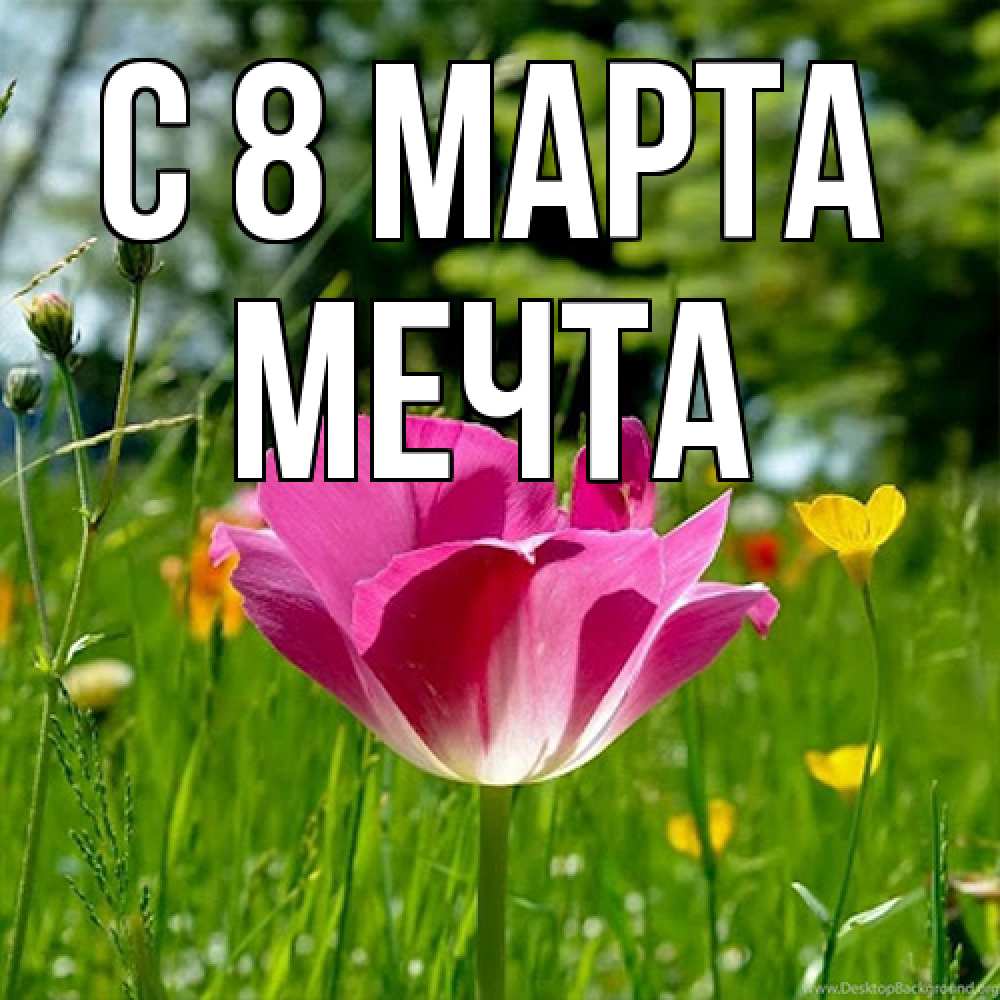 Открытка на каждый день с именем, мечта C 8 МАРТА полевые цветы Прикольная открытка с пожеланием онлайн скачать бесплатно 
