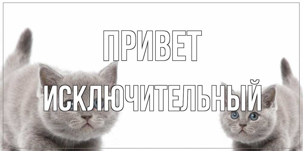Открытка на каждый день с именем, Исключительный Привет коты Прикольная открытка с пожеланием онлайн скачать бесплатно 