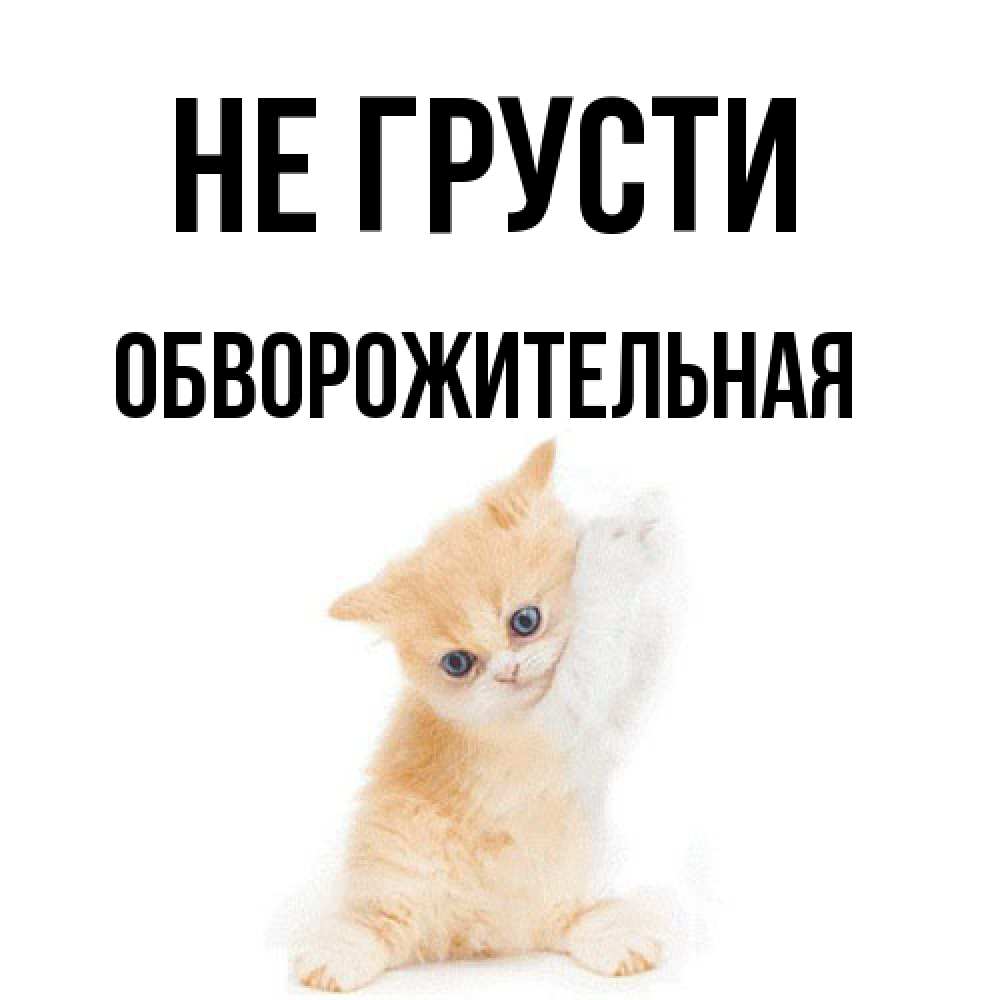Открытка на каждый день с именем, Обвоpожительная Не грусти просящий кот Прикольная открытка с пожеланием онлайн скачать бесплатно 