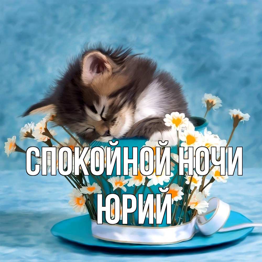 Открытка на каждый день с именем, Юрий Спокойной ночи котенок спит в кружке с блюдцем Прикольная открытка с пожеланием онлайн скачать бесплатно 