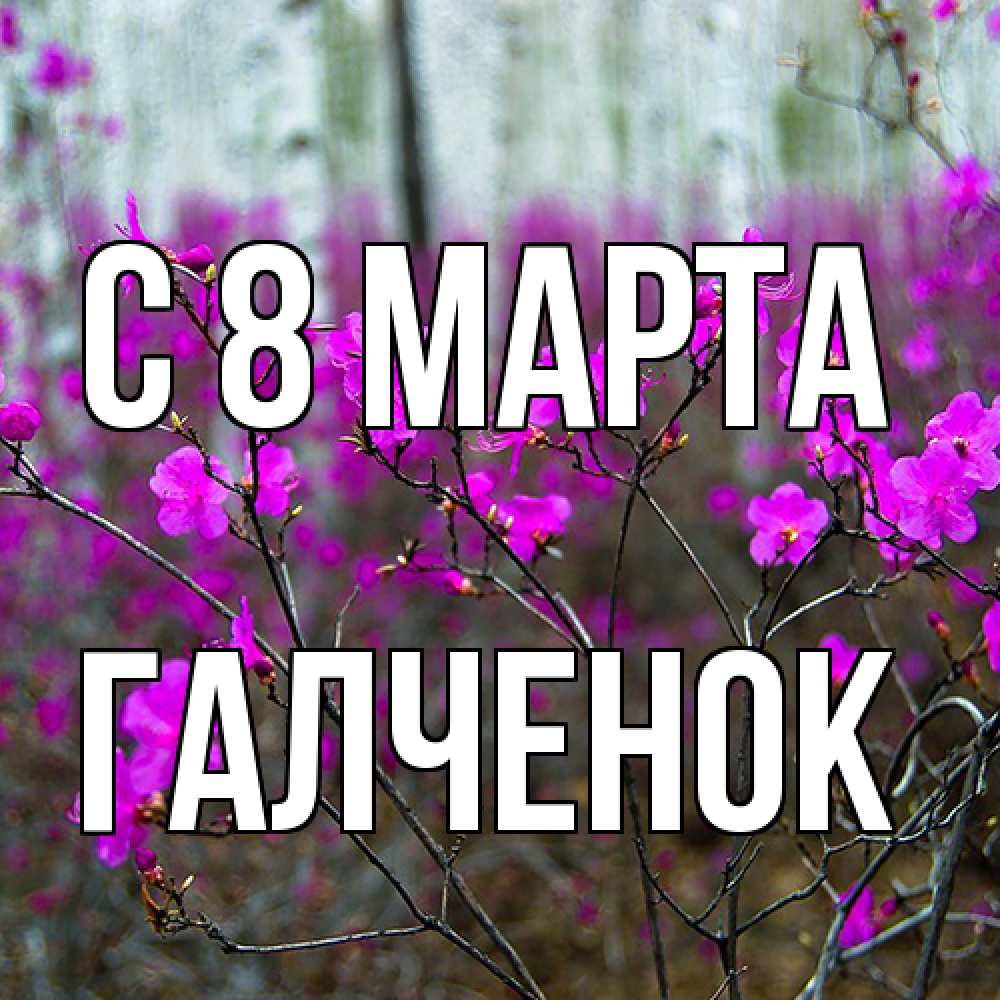 Открытка на каждый день с именем, Галченок C 8 МАРТА дикие цветы Прикольная открытка с пожеланием онлайн скачать бесплатно 