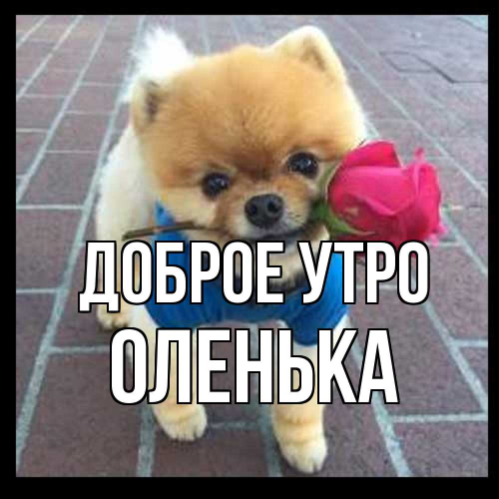 Открытка на каждый день с именем, Оленька Доброе утро роза в зубах Прикольная открытка с пожеланием онлайн скачать бесплатно 