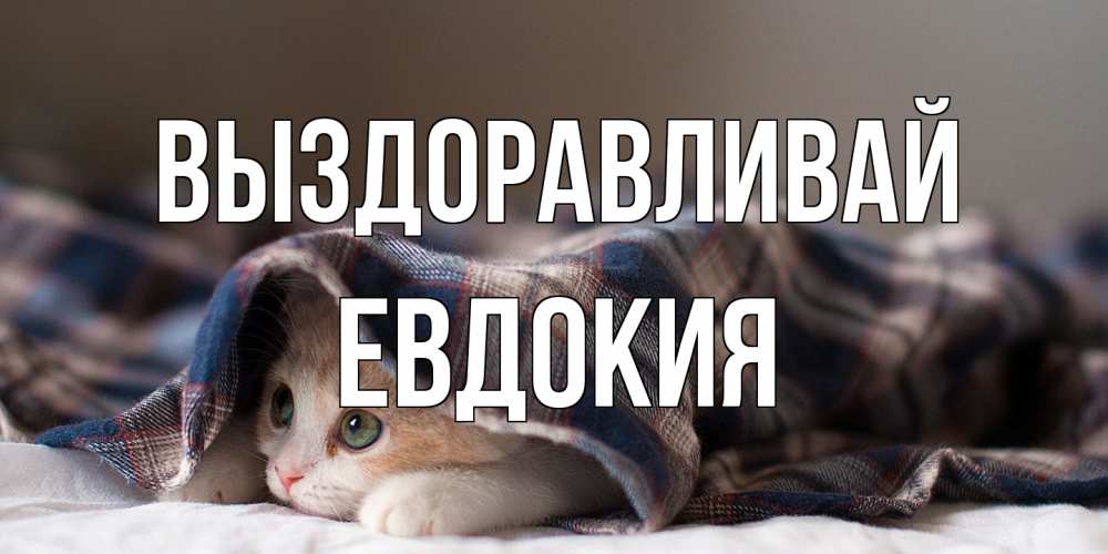 Открытка на каждый день с именем, Евдокия Выздоравливай не болейте с котиком Прикольная открытка с пожеланием онлайн скачать бесплатно 