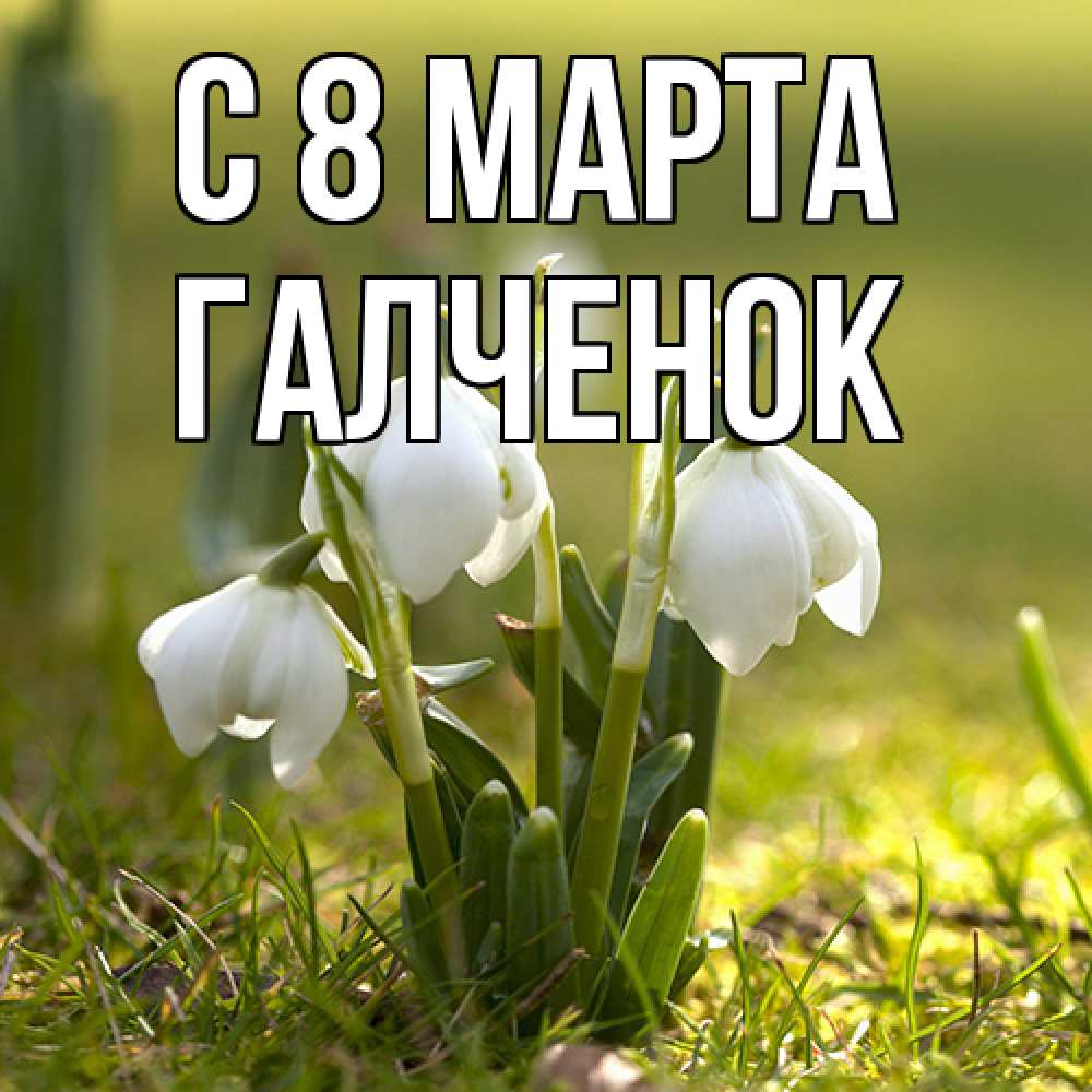 Открытка на каждый день с именем, Галченок C 8 МАРТА ранние цветы 2 Прикольная открытка с пожеланием онлайн скачать бесплатно 