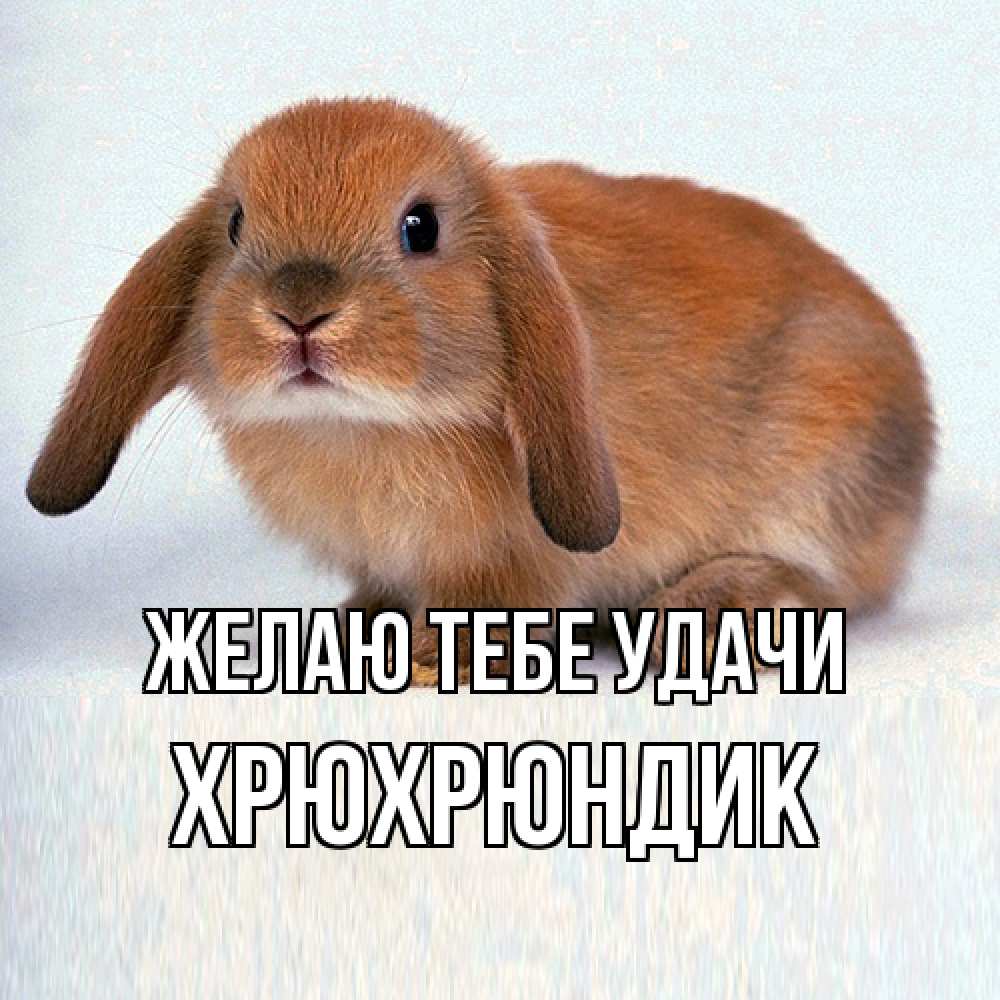 Открытка на каждый день с именем, Хрюхрюндик Желаю тебе удачи вставить текст в открытку по выбору Прикольная открытка с пожеланием онлайн скачать бесплатно 