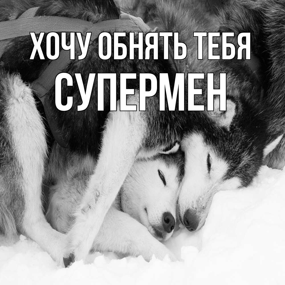 Открытка на каждый день с именем, Супермен Хочу обнять тебя собачки в упряжке Прикольная открытка с пожеланием онлайн скачать бесплатно 
