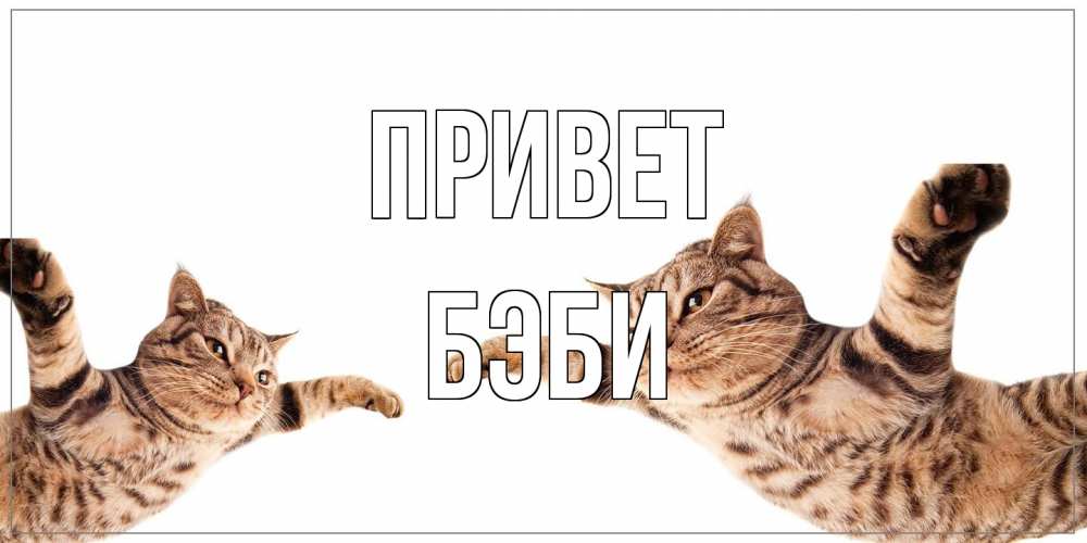 Открытка на каждый день с именем, Бэби Привет кот Прикольная открытка с пожеланием онлайн скачать бесплатно 