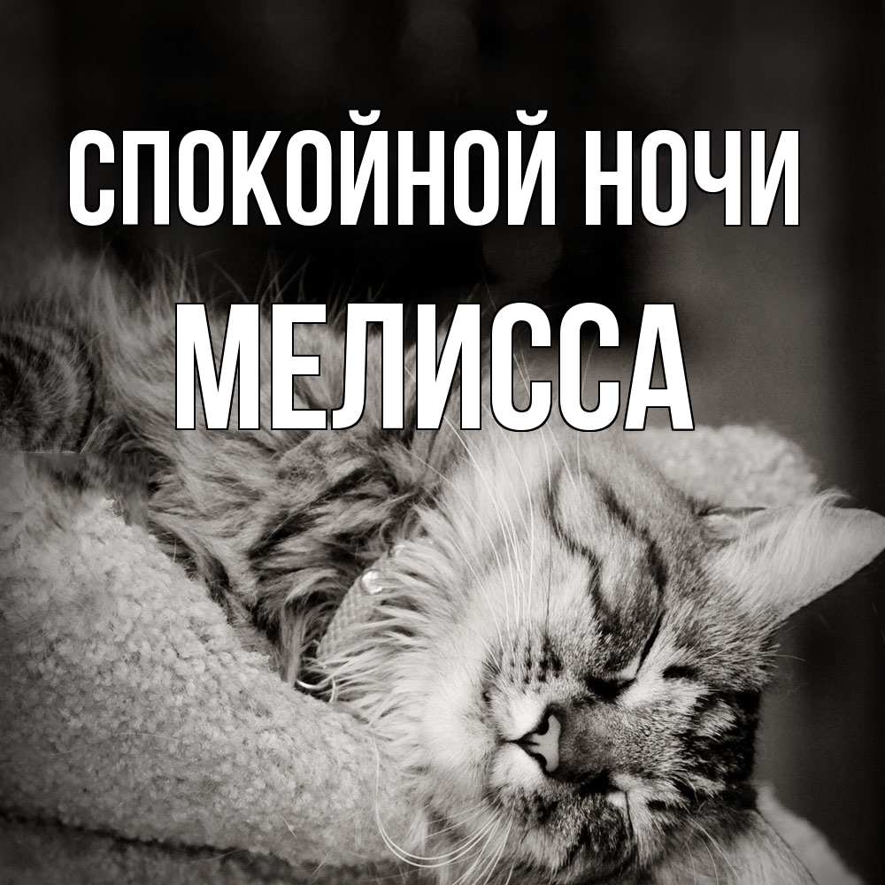 Открытка на каждый день с именем, Мелисса Спокойной ночи котярик пушистый Прикольная открытка с пожеланием онлайн скачать бесплатно 