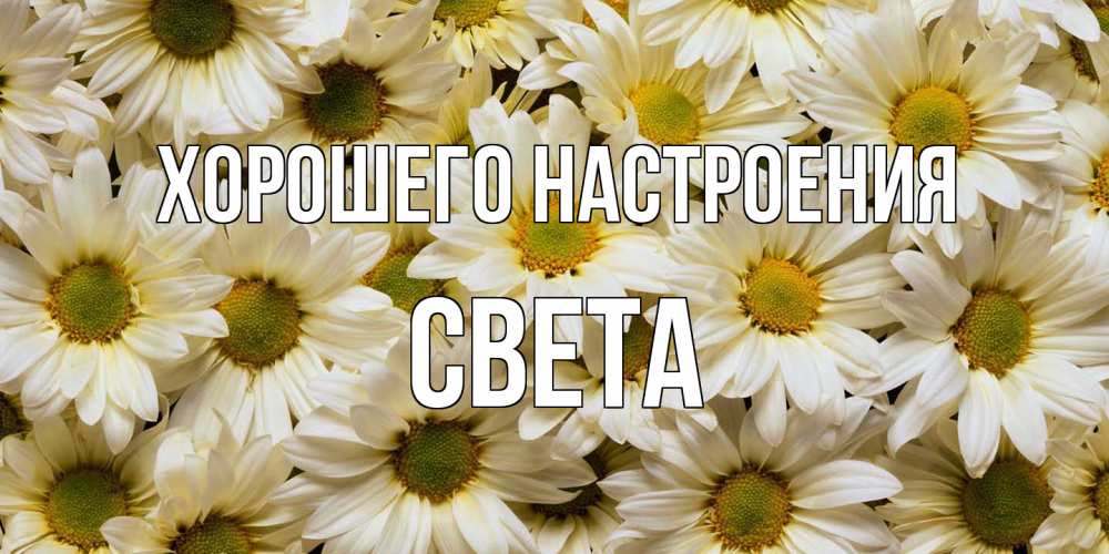 Открытка на каждый день с именем, Света Хорошего настроения крупные ромашки Прикольная открытка с пожеланием онлайн скачать бесплатно 