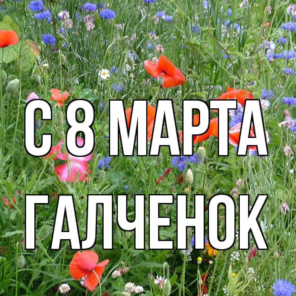 Открытка на каждый день с именем, Галченок C 8 МАРТА международный женский день 4 Прикольная открытка с пожеланием онлайн скачать бесплатно 
