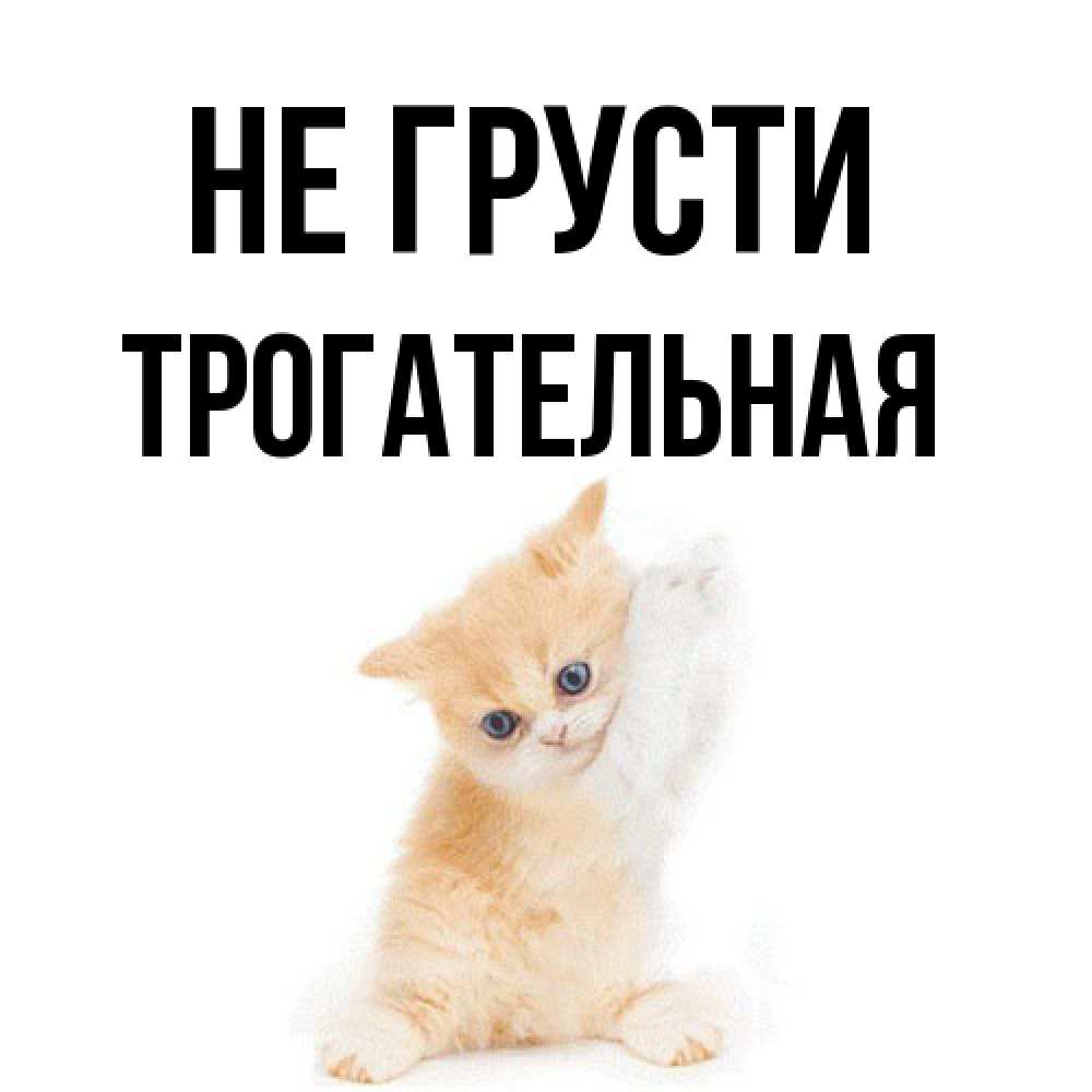 Открытка на каждый день с именем, Трогательная Не грусти просящий кот Прикольная открытка с пожеланием онлайн скачать бесплатно 