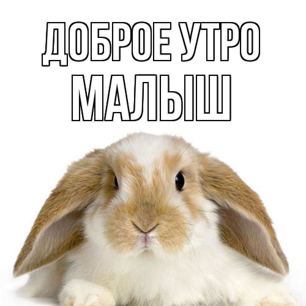 Открытка на каждый день с именем, Малыш Доброе утро прикольные открытки на каждый день Прикольная открытка с пожеланием онлайн скачать бесплатно 