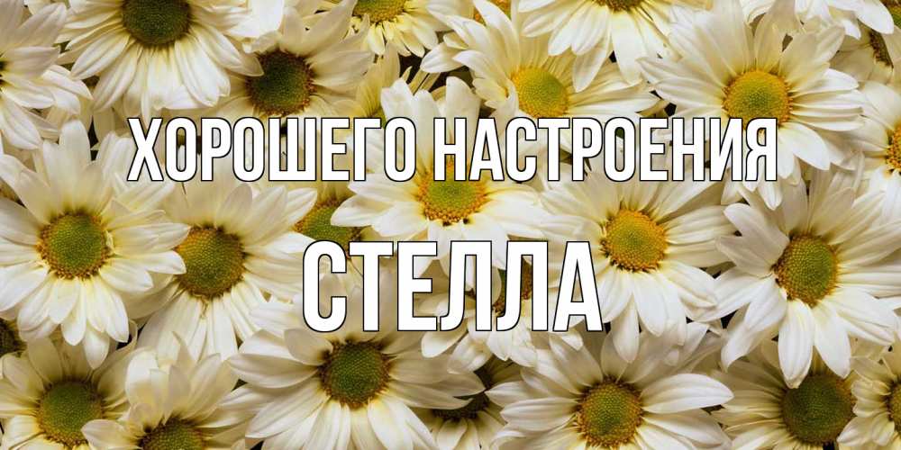 Открытка на каждый день с именем, Стелла Хорошего настроения крупные ромашки Прикольная открытка с пожеланием онлайн скачать бесплатно 