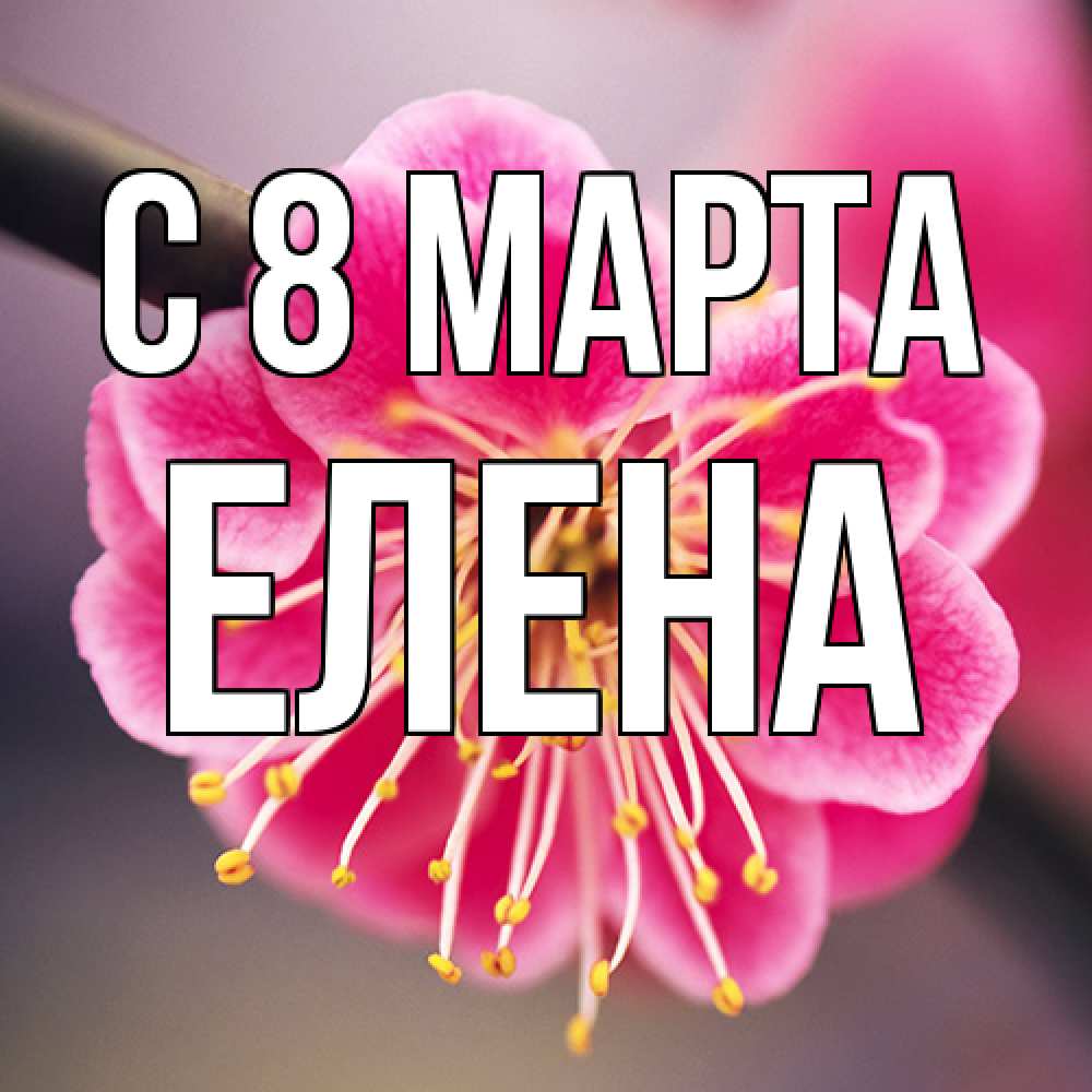 Открытка на каждый день с именем, Елена C 8 МАРТА цветы Прикольная открытка с пожеланием онлайн скачать бесплатно 